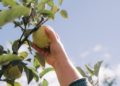 Space-Saving Fruit Trees: The Stepover Apple Varieties