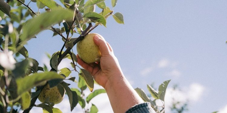 Space-Saving Fruit Trees: The Stepover Apple Varieties