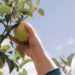 Space-Saving Fruit Trees: The Stepover Apple Varieties