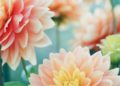 Understanding Aesthetics: How Flowers Have Inspired Artists, Poets, And Writers Throughout History