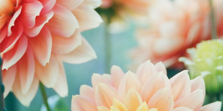 Understanding Aesthetics: How Flowers Have Inspired Artists, Poets, And Writers Throughout History