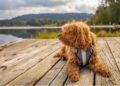 Dog to Nature