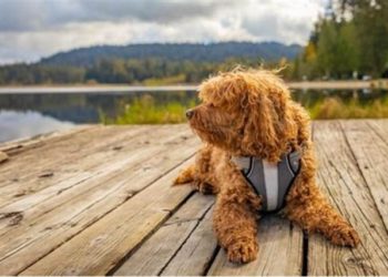 Dog to Nature