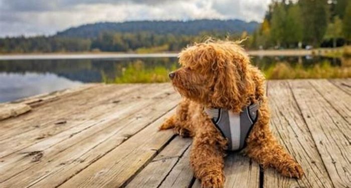 Dog to Nature