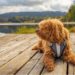 Dog to Nature