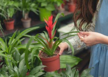 Creating Your Perfect Garden Yourself