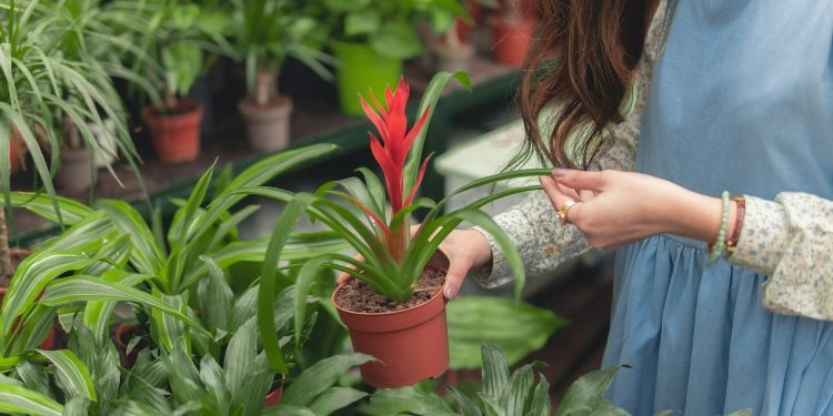 Creating Your Perfect Garden Yourself