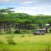 Safari Serenity: Discovering Kenya’s Hidden Jungle Gems