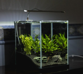 Small Aquarium Heater