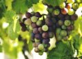 Wines