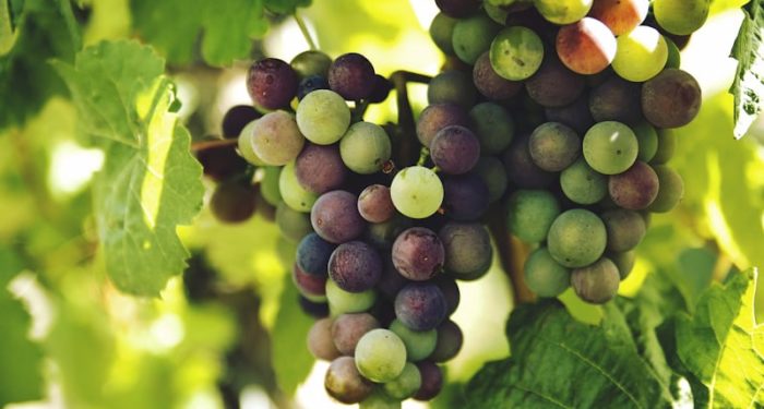 Wines