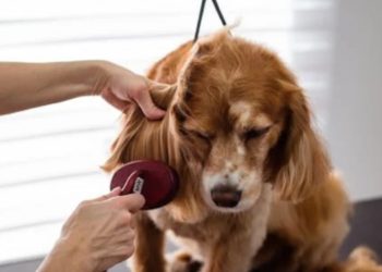 In-Home Dog Grooming: Making NYC Pets Paws-itively Pampered
