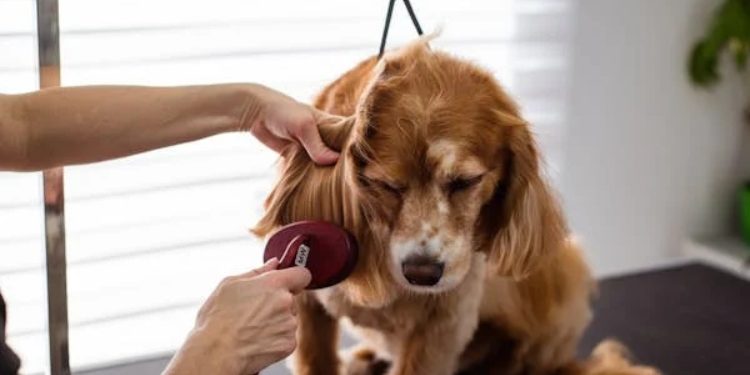 In-Home Dog Grooming: Making NYC Pets Paws-itively Pampered