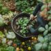 Green Thumb Basics: Using a Compost Bin to Enrich Your Soil