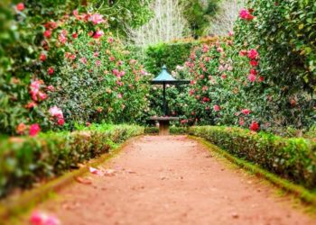 How to Make the Most Out of a Large Garden