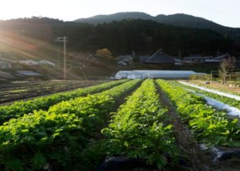 Image of a farmland and greenhouses