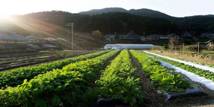 Image of a farmland and greenhouses