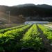 Image of a farmland and greenhouses