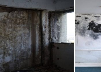 Why Test for Mold? The Silent Invader in Our Homes