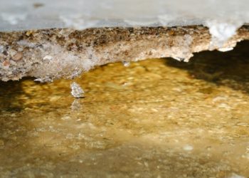 What Occurs During a Mold Inspection?