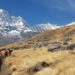 7 Days Manaslu Circuit Trek With Sherpa Expedition and Trekking