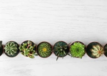 The Most Popular Types of Succulent Plants and How to Care for Them