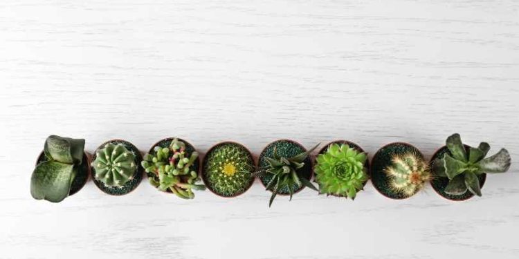 The Most Popular Types of Succulent Plants and How to Care for Them