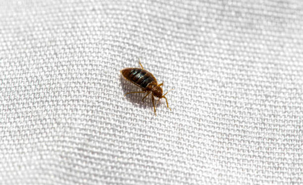 Bed Bug