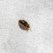 Bed Bug