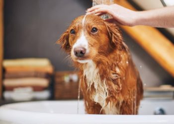 Brushing vs. Bathing