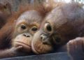 Adopt an Orangutan: What to Know and Useful Advice