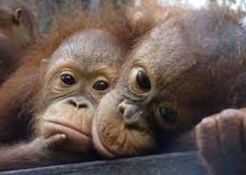 Adopt an Orangutan: What to Know and Useful Advice
