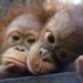 Adopt an Orangutan: What to Know and Useful Advice