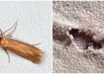 5 Ways to Guard Your Home from Moths