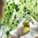 Full Spectrum CBD Oil: Your Ultimate Guide to Benefits and Uses in 2024