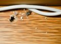 Mouse Control