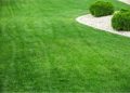 Green Lawn