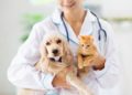 https://todaynews.co.uk/2024/09/04/pet-health-understanding-common-issues-and-veterinary-diagnostic-procedures/