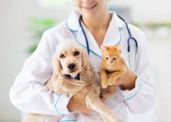 https://todaynews.co.uk/2024/09/04/pet-health-understanding-common-issues-and-veterinary-diagnostic-procedures/