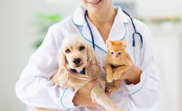 https://todaynews.co.uk/2024/09/04/pet-health-understanding-common-issues-and-veterinary-diagnostic-procedures/