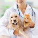 https://todaynews.co.uk/2024/09/04/pet-health-understanding-common-issues-and-veterinary-diagnostic-procedures/