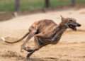 Greyhound racing