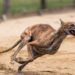 Greyhound racing
