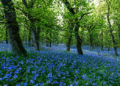 Scottish nature