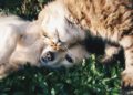 Buyer Beware: The Tough Questions Potential Pet Owners Must Face