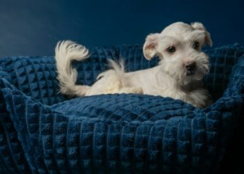 How to Make Your Dog Beds Luxurious