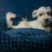 How to Make Your Dog Beds Luxurious