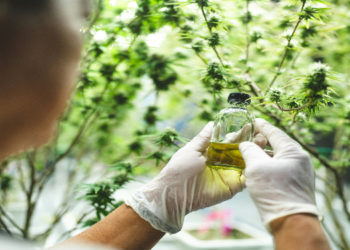 medical cannabis research