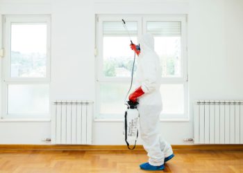 Pest Control: Key Strategies for a Bug-Free Home