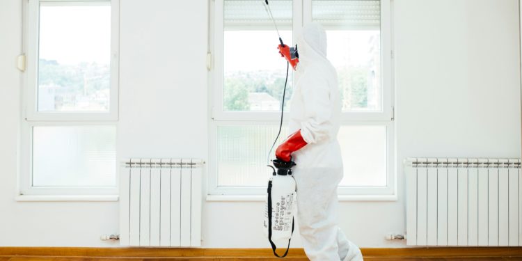 Pest Control: Key Strategies for a Bug-Free Home